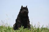 BOUVIER DES FLANDRES 456